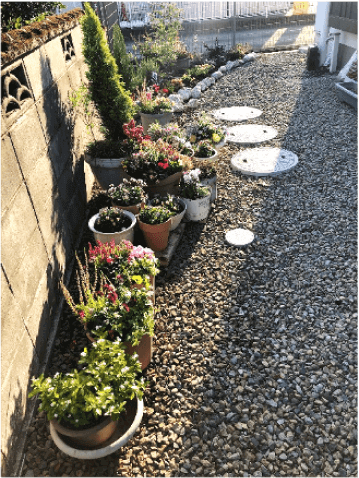 植木鉢に咲いたキレイな花