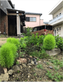 みどりのほうき草