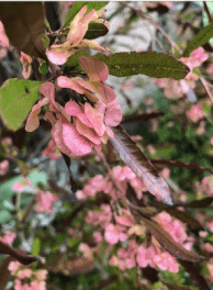 ドドナエアパープレアの花