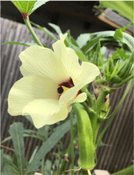 オクラの花、好きなんです